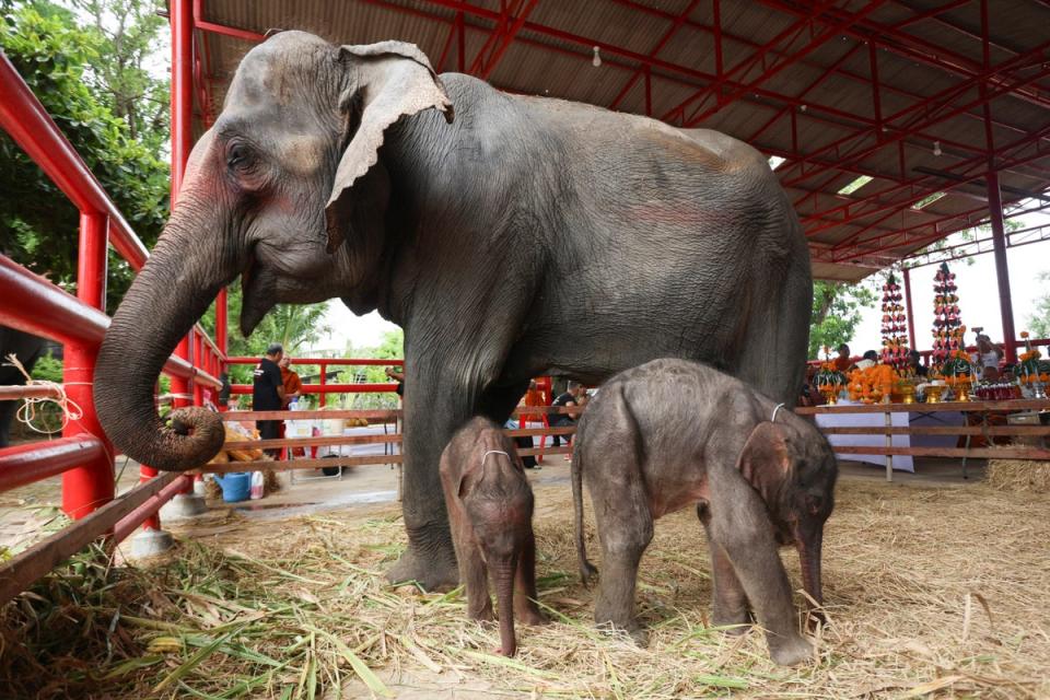 A mother elephant with newborn twins in Ayutthaya, Thailand (AP)