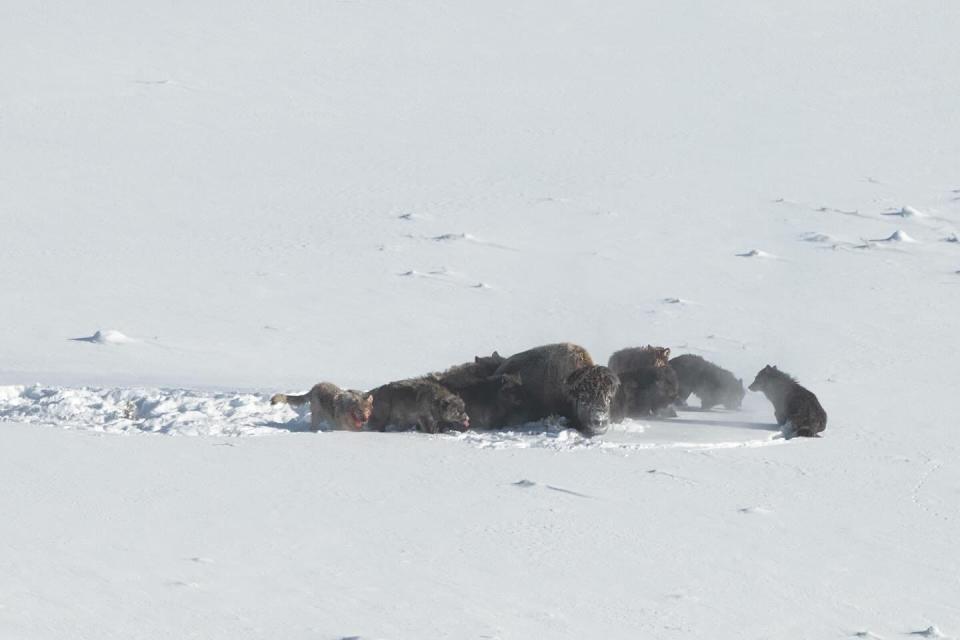 Wolves collects Bison Cow in Yellowstone National Park. Photo: © Jeff Vanuga