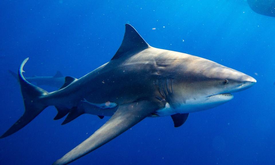 Bull sharks are one of the less common species that are known for swimming in waters near the Turks and Caicos Islands (AFP via Getty images)