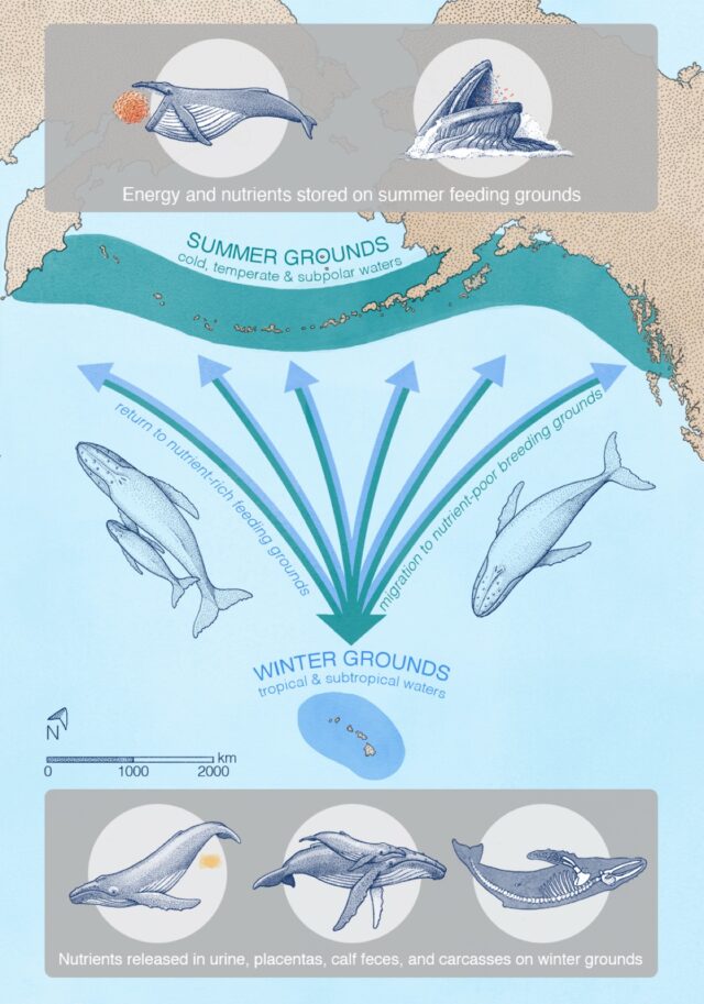 Illustration that shows how whale urine spreads over the ocean ecosystem