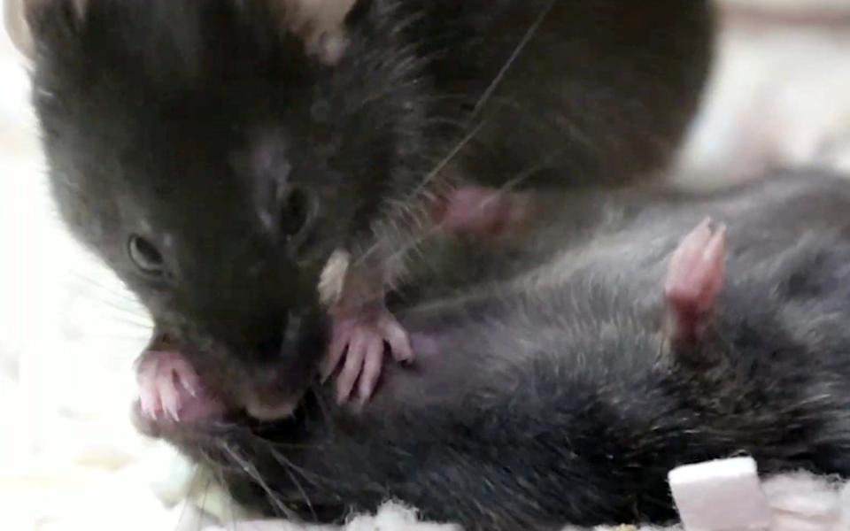 Mice spent more time trying to breathe new life into companions they had met before compared to strangers