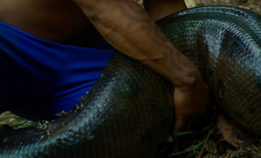 close-up of arms holding back part of a fat snake's body