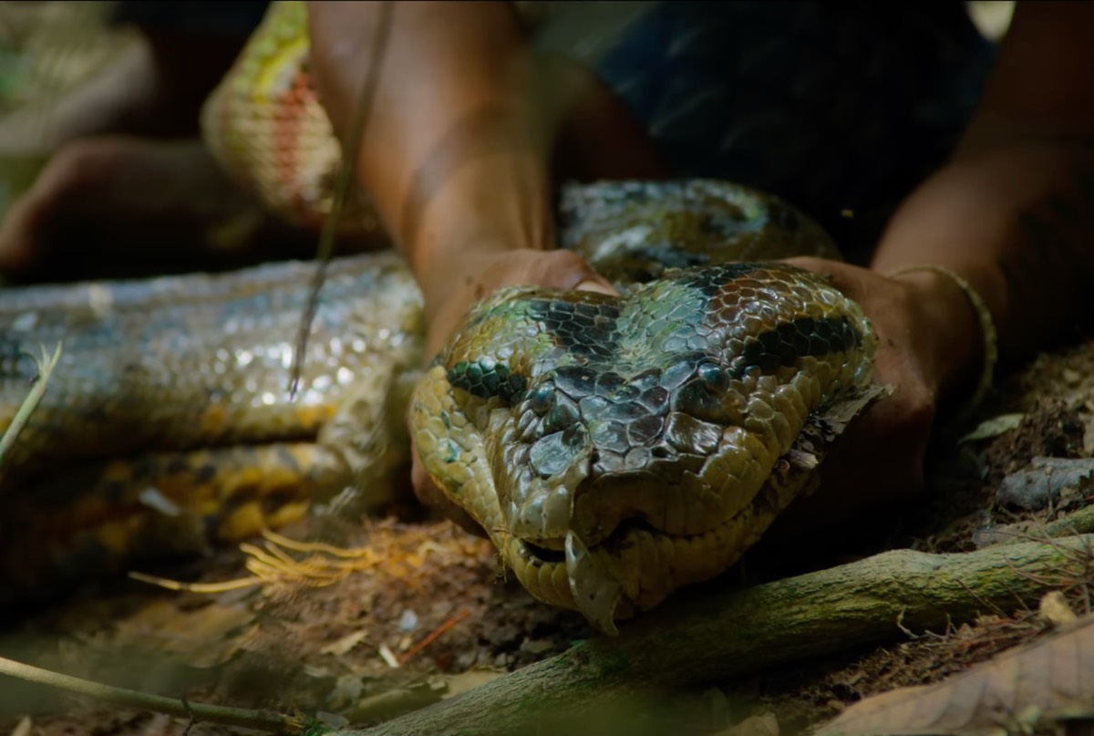 Local Waorani guides subdue a giant green anaconda, especially its head