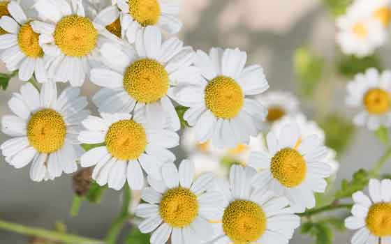 chamomile