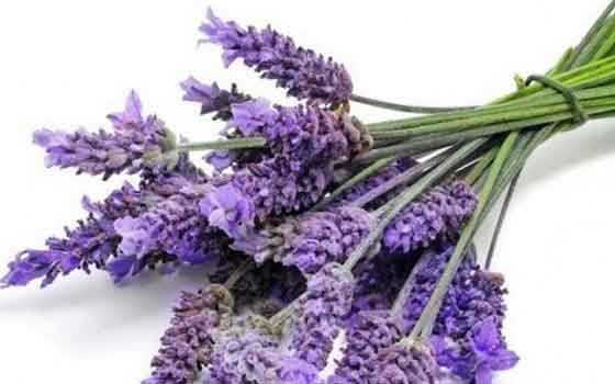 lavender oil