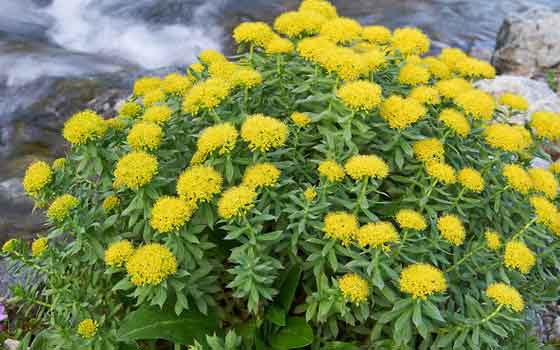 Rhodiola