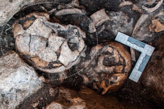 The skull was excavated in 2018 at the El Pendón site in Reinoso, Burgos, Spain.