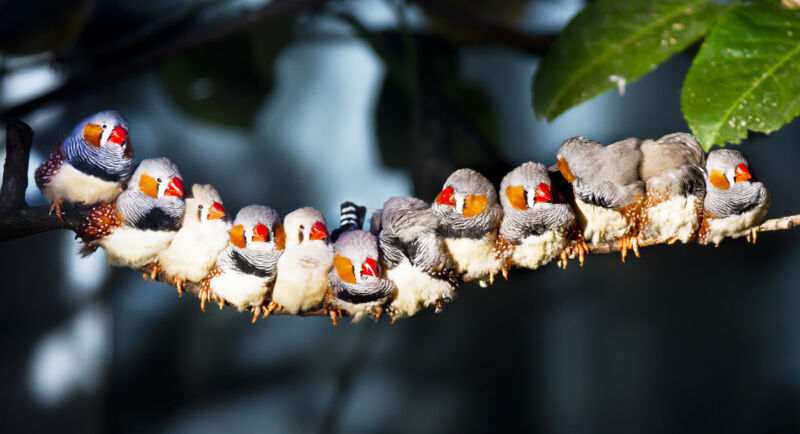 Zebra finches sitting together on a tree branch and sunbathing.