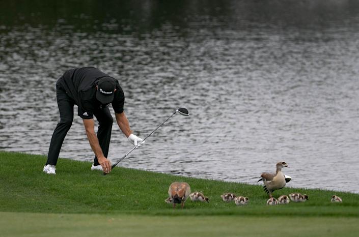 Dustin Johnson takes a drop after hitting his second shot on the 6th hole into the water during the second round of the 2015 Honda Classic, the last time he played in that tournament.  Johnson missed the cut after going 12-over par in the first two rounds and has not played since.  (Allen Eyestone / The Palm Beach Post)