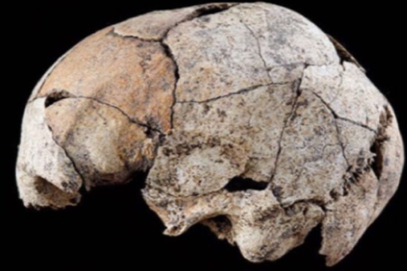 Lateral view of a skull found at the El Pendon site in Spain, showing signs of a primitive form of ear surgery.