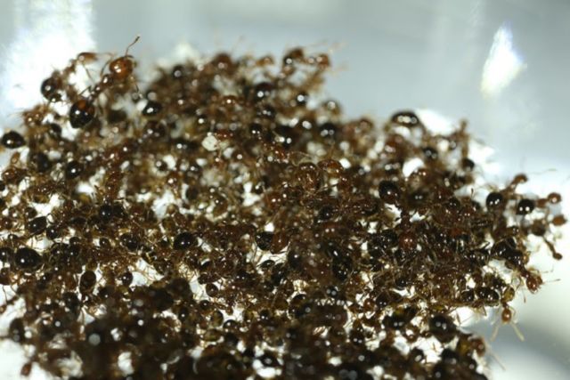 A spinning fire ant raft in David Hu's biolocomotive lab at Georgia Tech is an example of collective behavior.