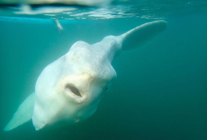 Giant sunfish spotted off the coast of Laguna Beach in California