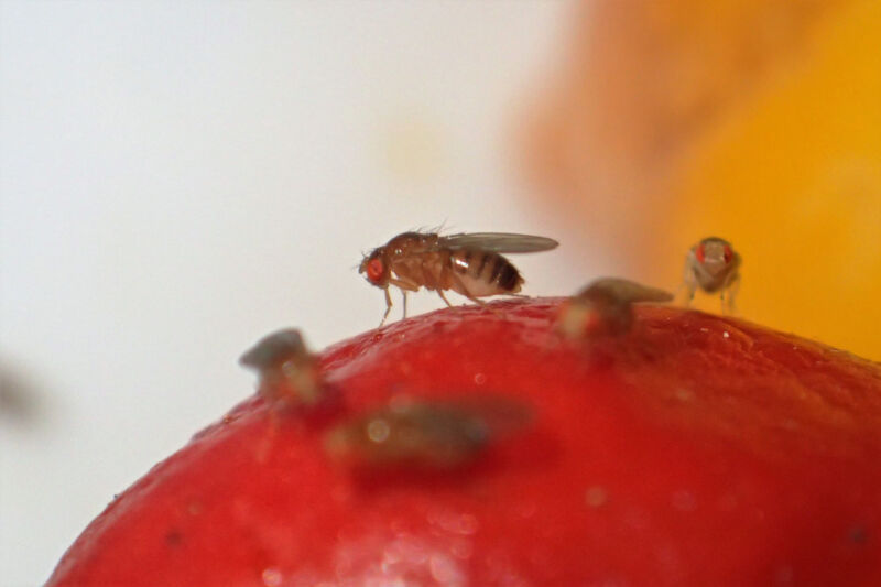 Image of a fruit fly.