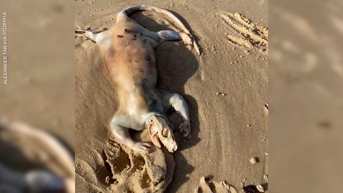 Man finds orphans washed up on Australian coast.