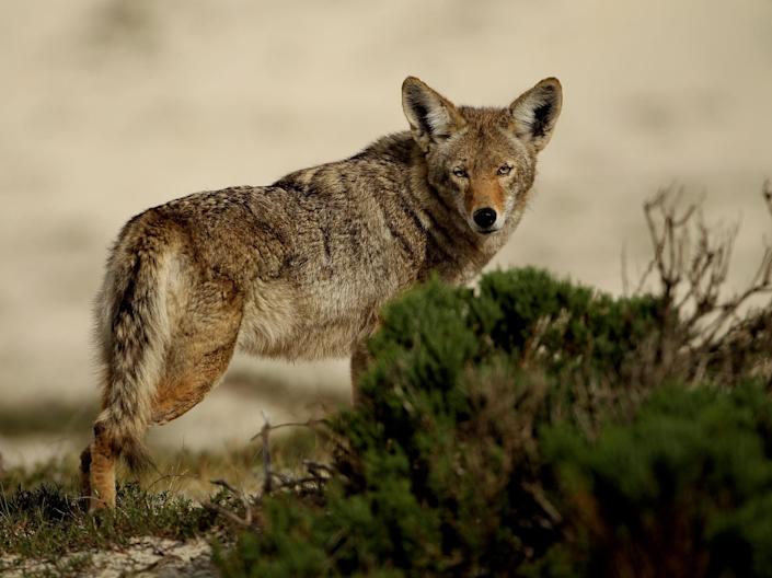 A coyote runs through the sand dunes during the first round of the AT&T Pebble Beach National Pro-Am at the Spyglass Hill Golf Course on February 11, 2010 in Pebble Beach, California.