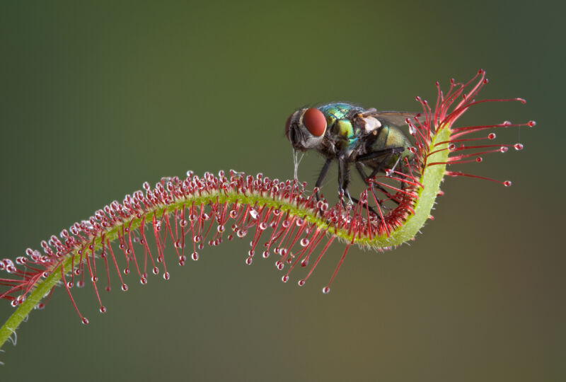 A blowfly caught on a carnivorous sundew plant.