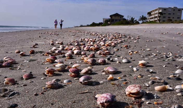 Thousands of calico scallops wash up in clusters on the beach in Satellite Beach.  These beach walkers stopped to throw some of the still alive ones back into the ocean.  This cluster was just south of Pelican Beach Park on Friday.  Wildlife biologists in Florida said they are investigating the event, but don't yet know why so many people washed ashore.  They speculate it could be wind and waves, but there were no other species that washed ashore, indicating that something specifically affecting scallops may be going on.