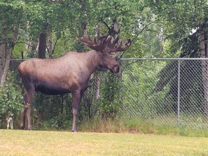 Large Bull Country outside in Alaska near a fence