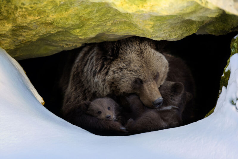 A brown bear with two cubs looks out of its den in the forest under a large rock in winter.