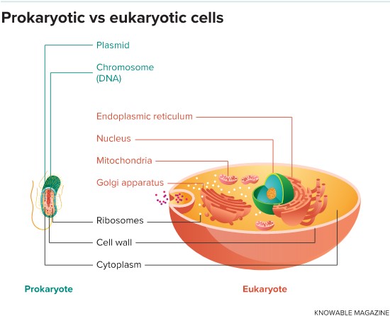 Prokaryotic cells - modern bacteria and archaea - are usually small and simple, with few internal structures.  Eukaryotic cells like those of modern plants and animals are much more sophisticated.  They have many internal structures, or organelles, that perform specific functions.