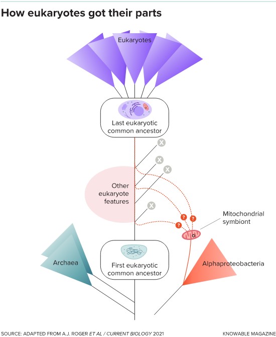 Eukaryotes arose from primitive cells known as archaea that eventually acquired complex properties such as internal, membrane-bound structures called organelles, but the exact sequence of events is poorly understood and many species are believed to be intermediate stages are (X), are now extinct.  In particular, scientists are still debating whether the ancient symbiosis that led to mitochondria occurred early in the process — suggesting it was a major trigger — or a later refinement.