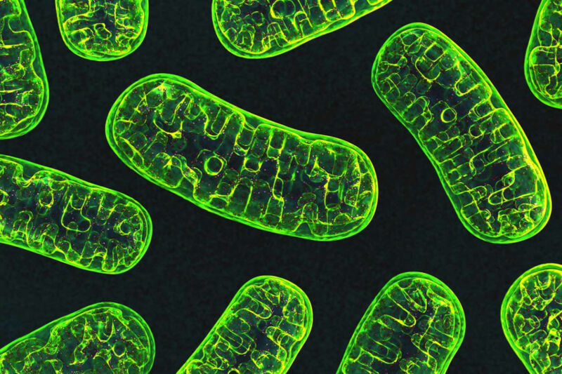 A cartoon depiction of mitochondria as green, elongated shapes on a black background.