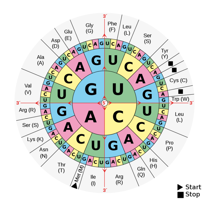 The genetic code.  Note that many of the amino acids (the outermost layer, in gray) are encoded by different sets of three-base codes that share the first two letters.