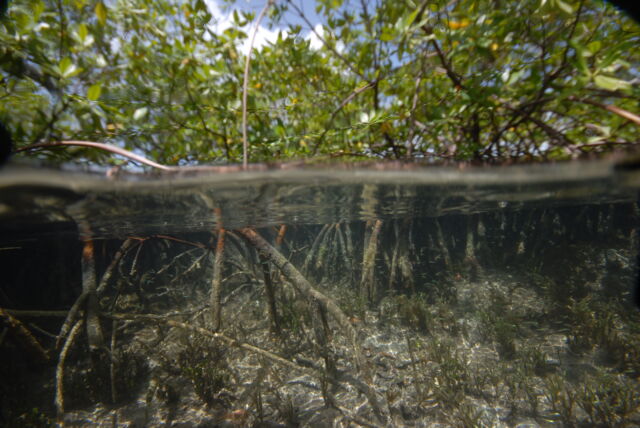 View of the sampling sites among the mangroves of the Guadeloupe Archipelago in the French Caribbean, April-May 2022. 