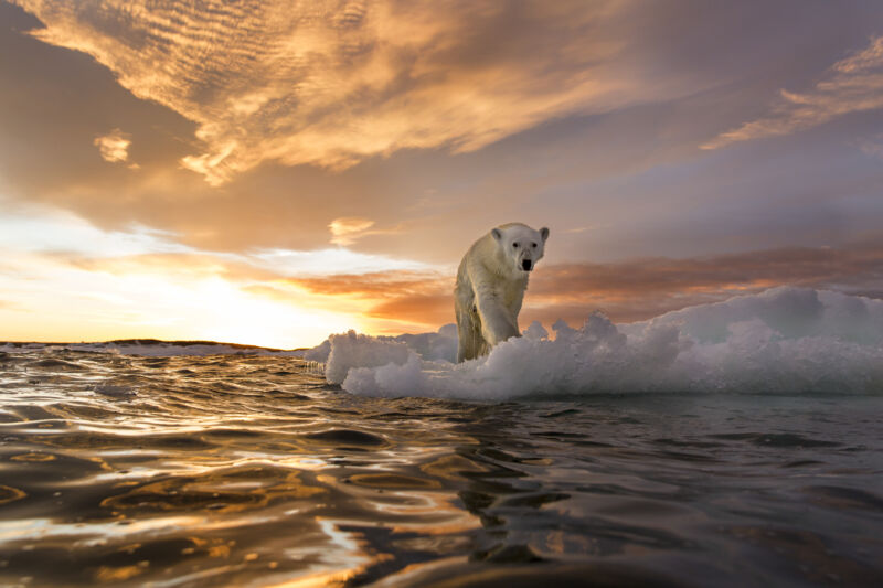 Picture of a polar bear on floating ice