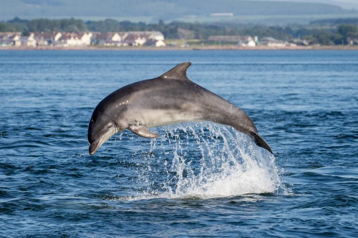 A bottlenose dolphin pictured in the Moray Firth, Scotland.