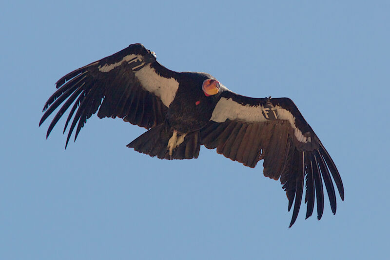 The California condor is a New World vulture, the largest North American land bird.  This condor went extinct in the wild in 1987, but the species has been reintroduced to California and Arizona. 