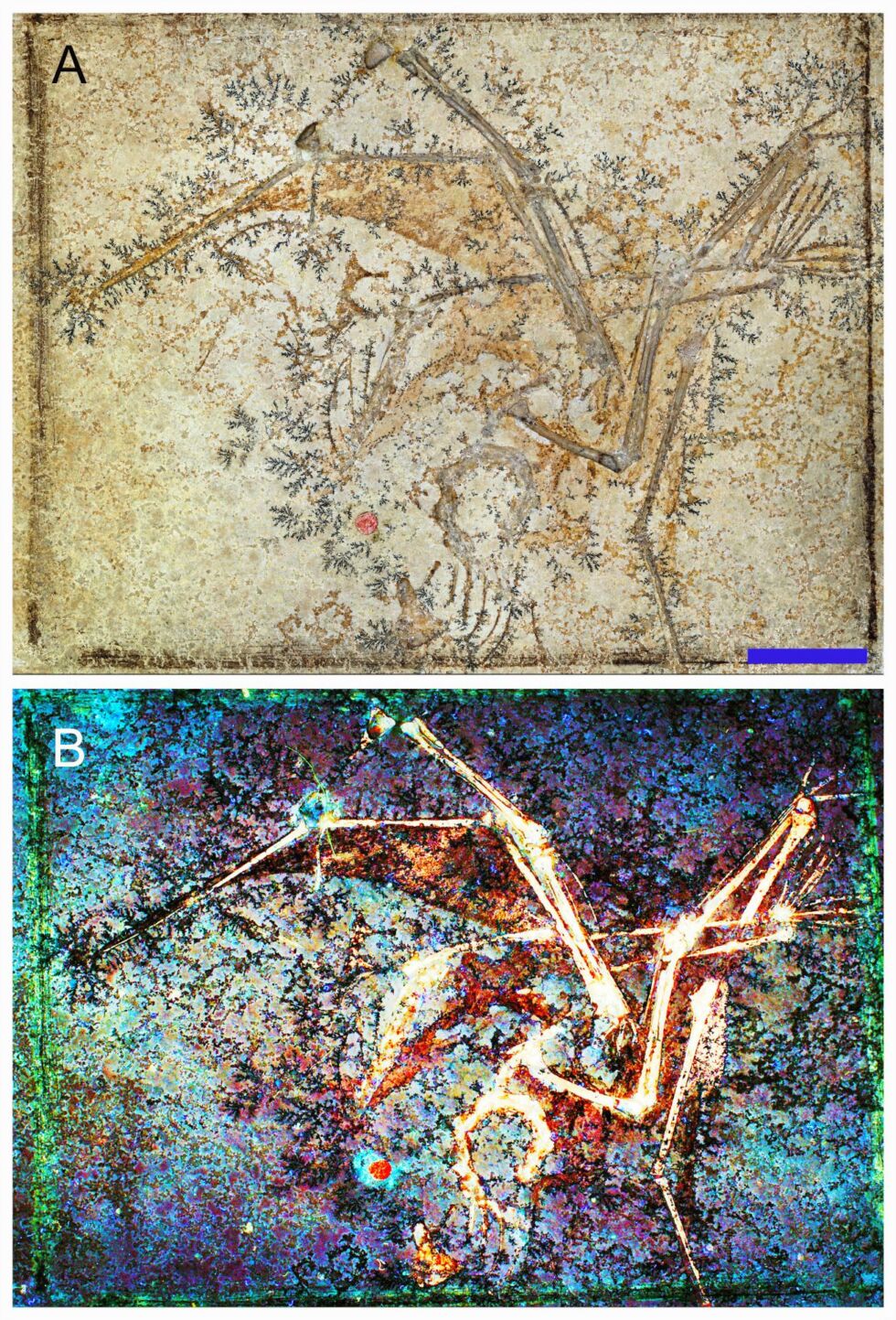 Skeleton and associated soft tissues of the fossil of the aurorazhdarchid pterosaur.