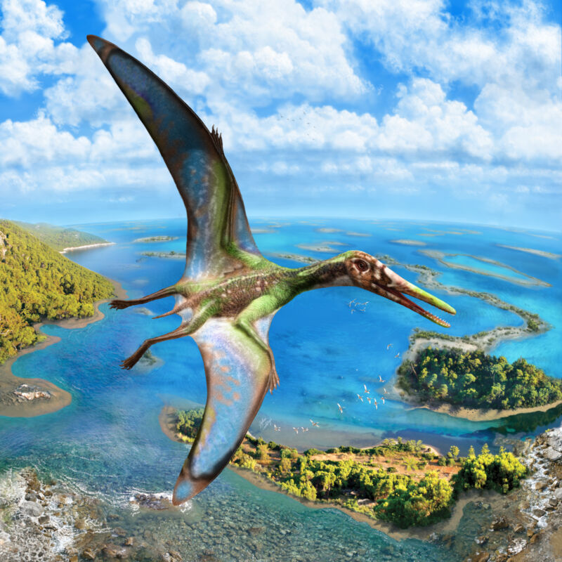 Physics meets paleontology: the much-discussed mechanics of pterosaur flight