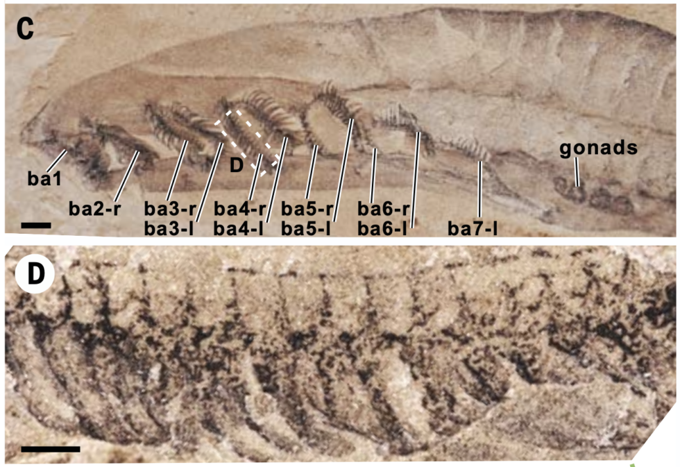 Ignore the labels: The level of detail in the new imaging helps us understand the structure of the features that resemble gill arches.