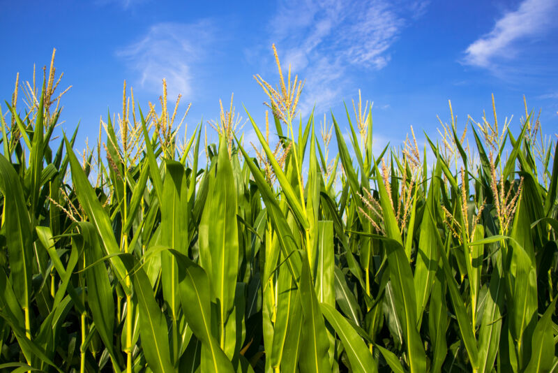 Abundantly growing corn plants in a cornfield against a sunny blue sky.