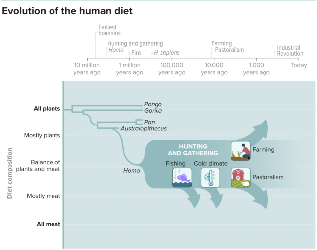 The human diet is much broader than that of our ancestors or great apes such as orangutans, gorillas or chimpanzees.  Depending on the circumstances, hunter-gatherers can eat diets ranging from highly plant-based to highly animal-based.  The development of agriculture pushed diets more towards plants for farmers and animal products for livestock farmers.  (Adapted from H. Pontzer & BM Wood/AR Nutrition 2021)