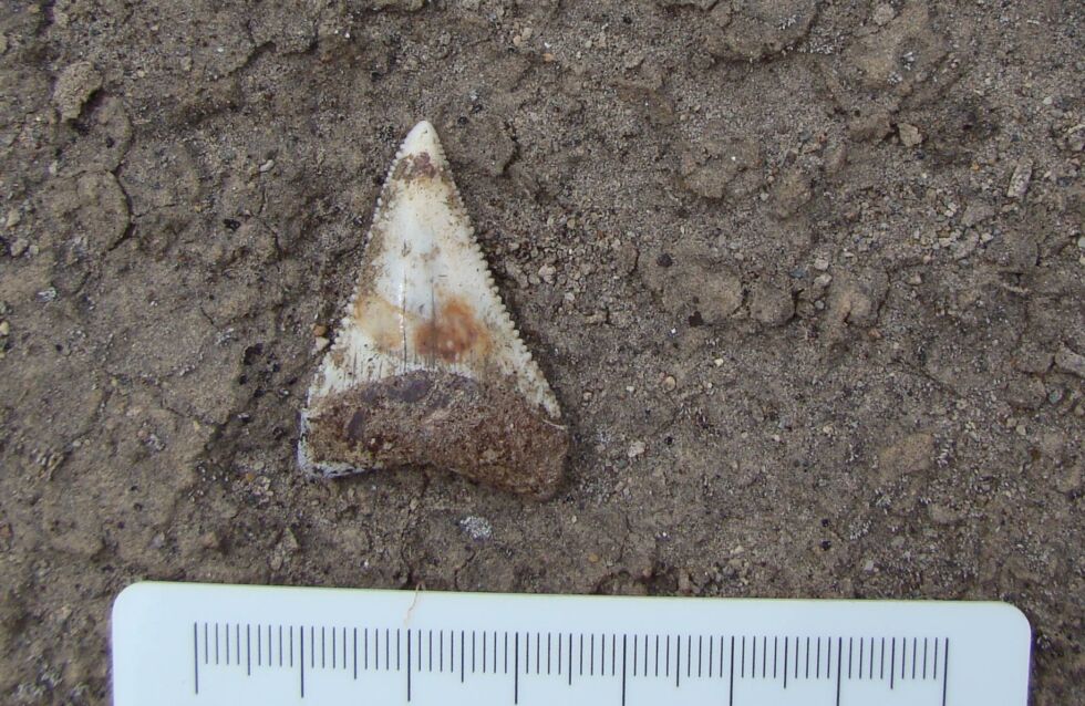 Image of one of the teeth found in a former nursery.