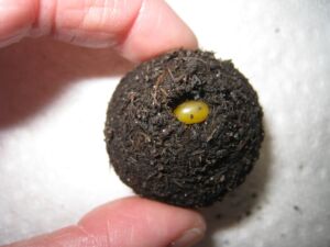 An egg is visible in the center of a female rainbow dung beetle (Phanaeus vindex) brood ball.
