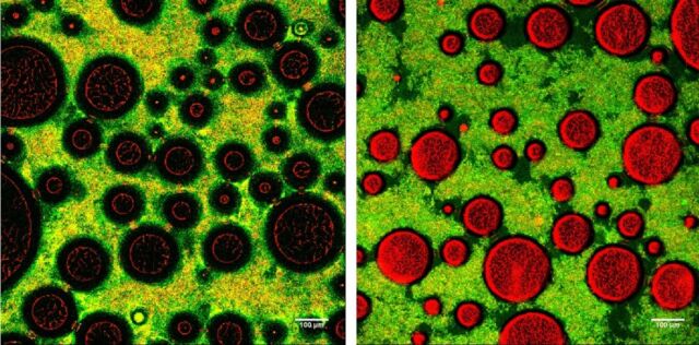 Microscopic images of soft (left) and stiff (right) foam.  The green/yellow areas are networks of bacteria and milk proteins. 