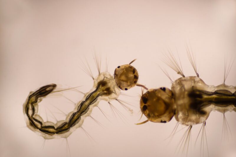 Mosquito larvae under a microscope.  Certain predatory species feed on the larvae of their rival mosquito species.