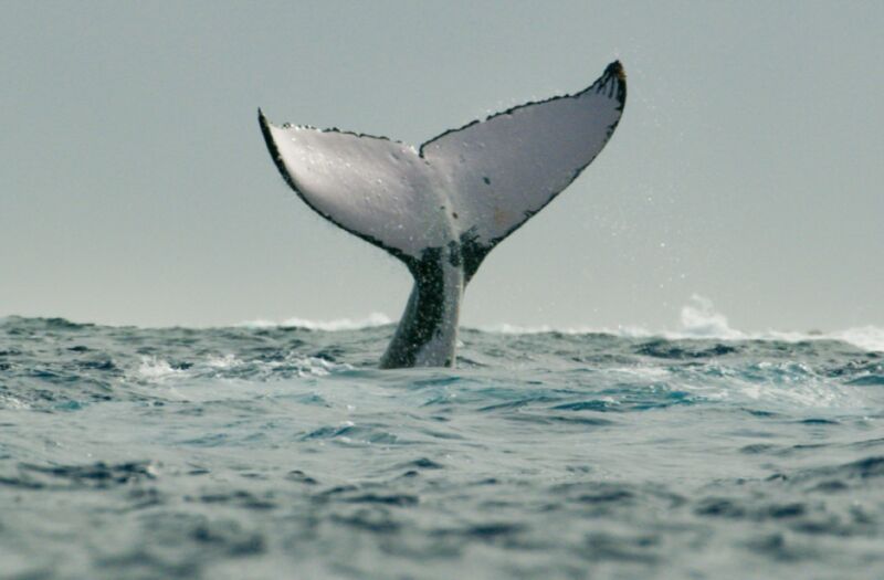 the tail of a humpback whale sticks out of the water