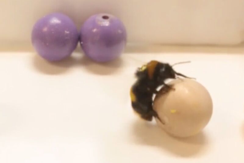 This bee seems to be having a great old time rolling this colored wooden ball.