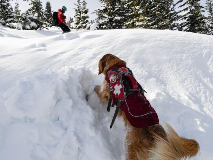 dog tries to save someone who is under an avalanche