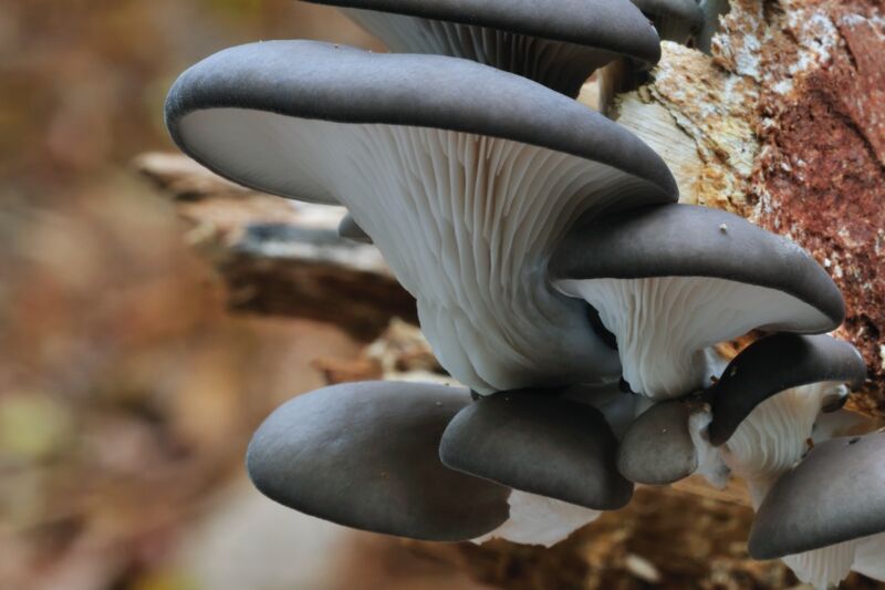 Oyster mushrooms grow on tree trunk in forest.