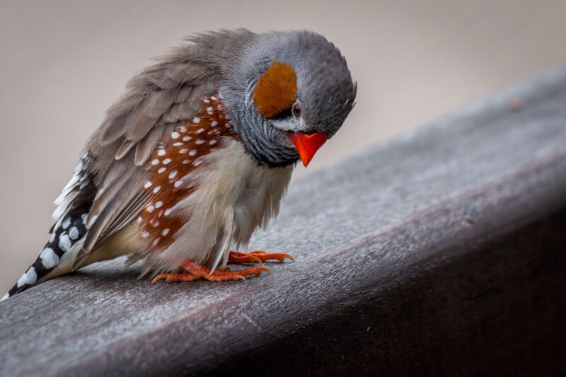 Vogel sat on a railing and looked dejected