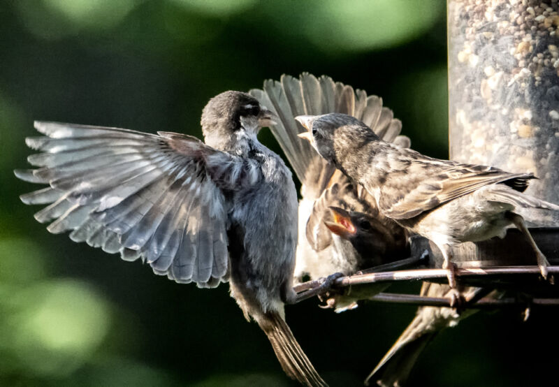 Two fighting birds on a tree branch