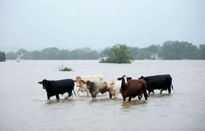 Cattle stranded in a flooded pasture in La Grange, Texas, after Hurricane Harvey in 2017. The storm drowned thousands of cattle in southeastern Texas.