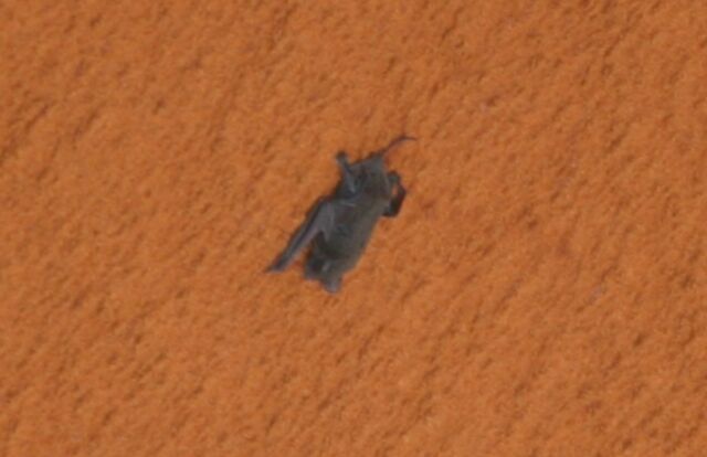 It's Space Bat!  This free tail bat hung onto Space Shuttle Discovery as the countdown progressed for the 2009 launch of STS-119.