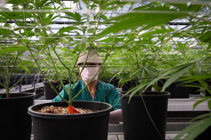 Mercedes Araiza prunes marijuana plants in the flower room on March 21, 2021 at Harvest Health and Recreation Inc.'s growing facility.  in Camp Verde, Ariz.