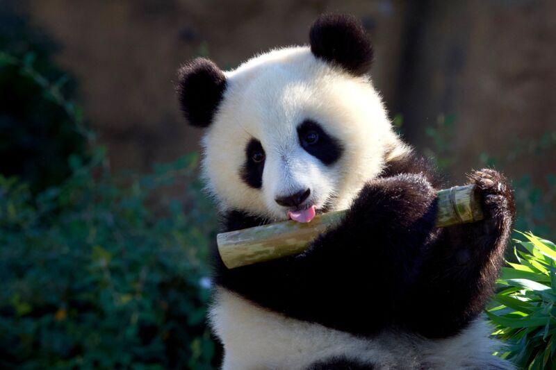 Giant panda cub Huanlili plays with a bamboo on August 2, 2022 during her first birthday at Beauval Zoological Park in Saint-Aignan, central France.  